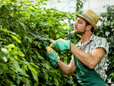 Safety review and reporting process for arboricultural work
